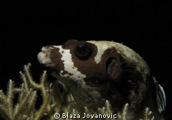 Night shot of a masked puffer fish on the house reef in M... by Blaza Jovanovic 